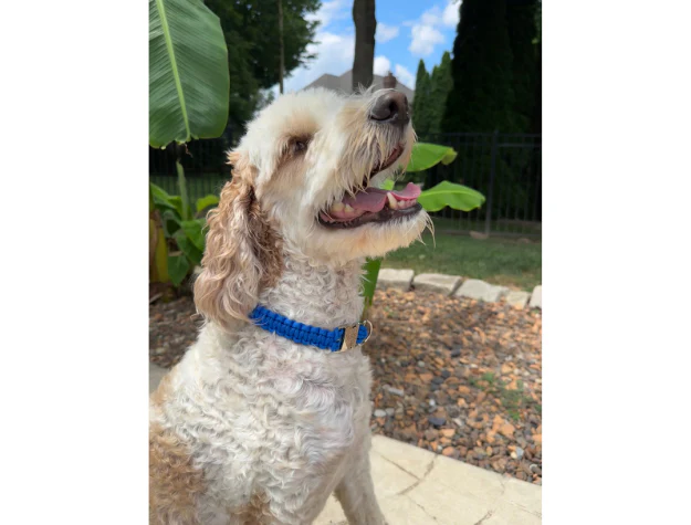 Cobra Braid in Royal Blue - Handmade Dog Collar - Image 8