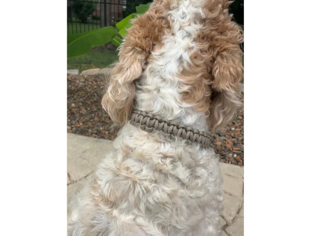 Cobra Braid in Tan - Handmade Dog Collar - Image 6