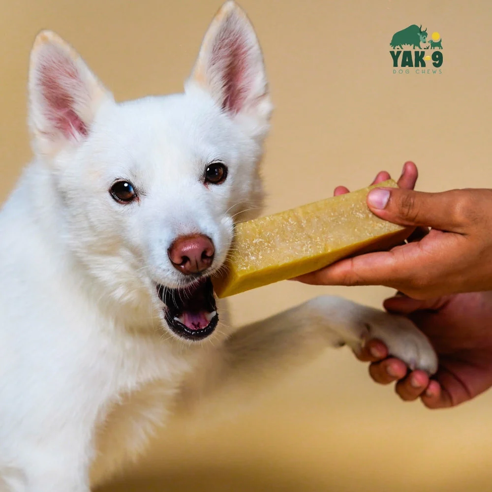 Coconut Cheese Chews for Dogs - Image 4