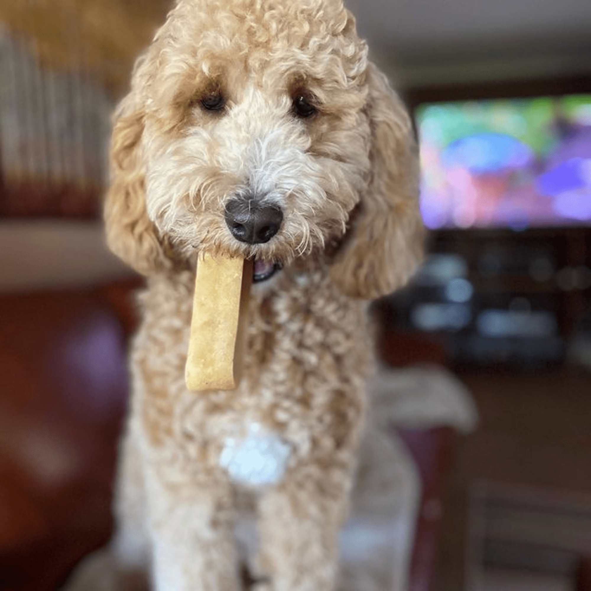 Coconut Cheese Chews for Dogs - Image 5
