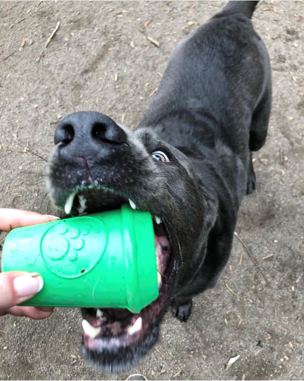 Coffee Cup Rubber Dog Chew Toy for Power Chewers | Treat Dispenser | USA Made - Image 7