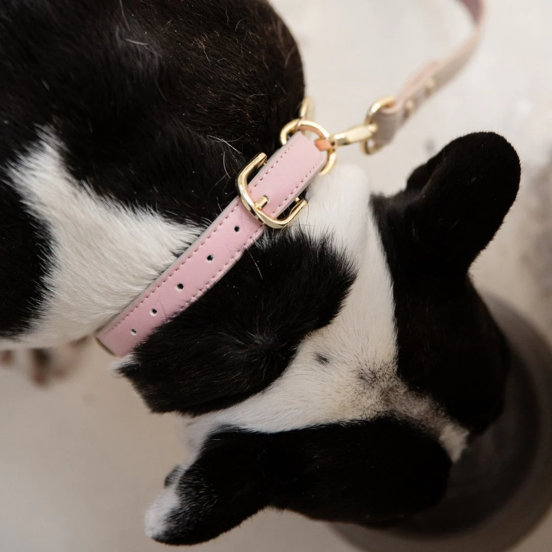 Collar - Air Tag Enabled - Vegan Leather - Cupertino - Image 13