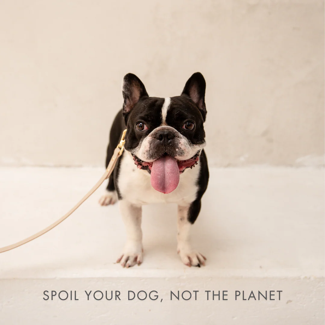 Collar - Air Tag Enabled - Vegan Leather - Cupertino - Image 14