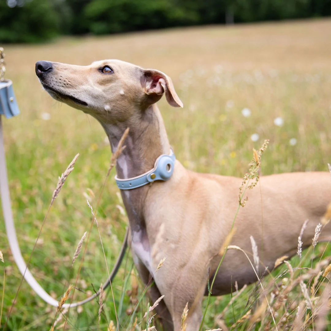 Collar - Air Tag Enabled - Vegan Leather - Cupertino - Image 19