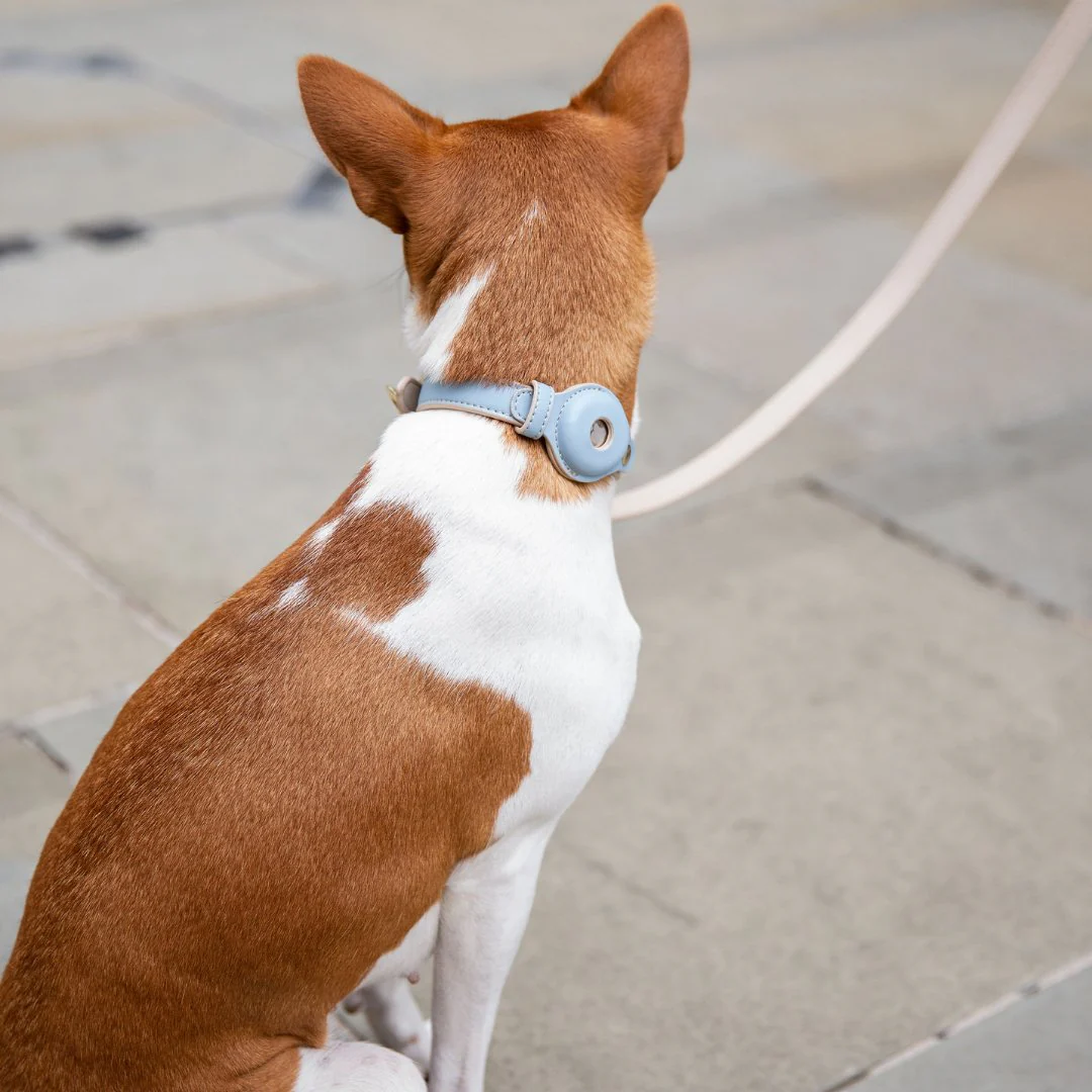 Collar - Air Tag Enabled - Vegan Leather - Cupertino - Image 20