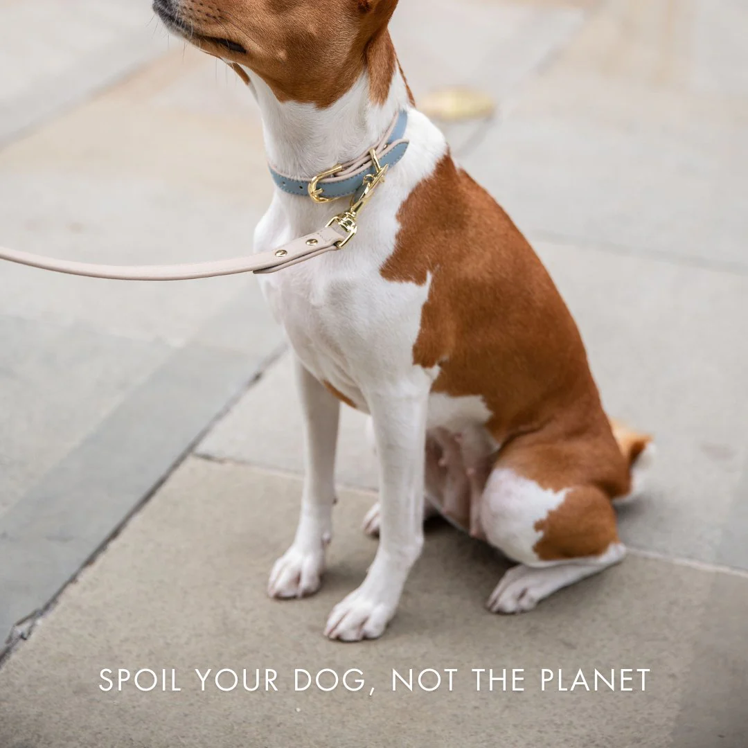 Collar - Air Tag Enabled - Vegan Leather - Cupertino - Image 21