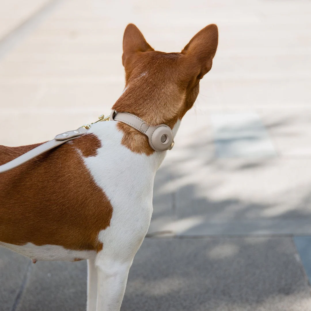 Collar - Air Tag Enabled - Vegan Leather - Cupertino - Image 5