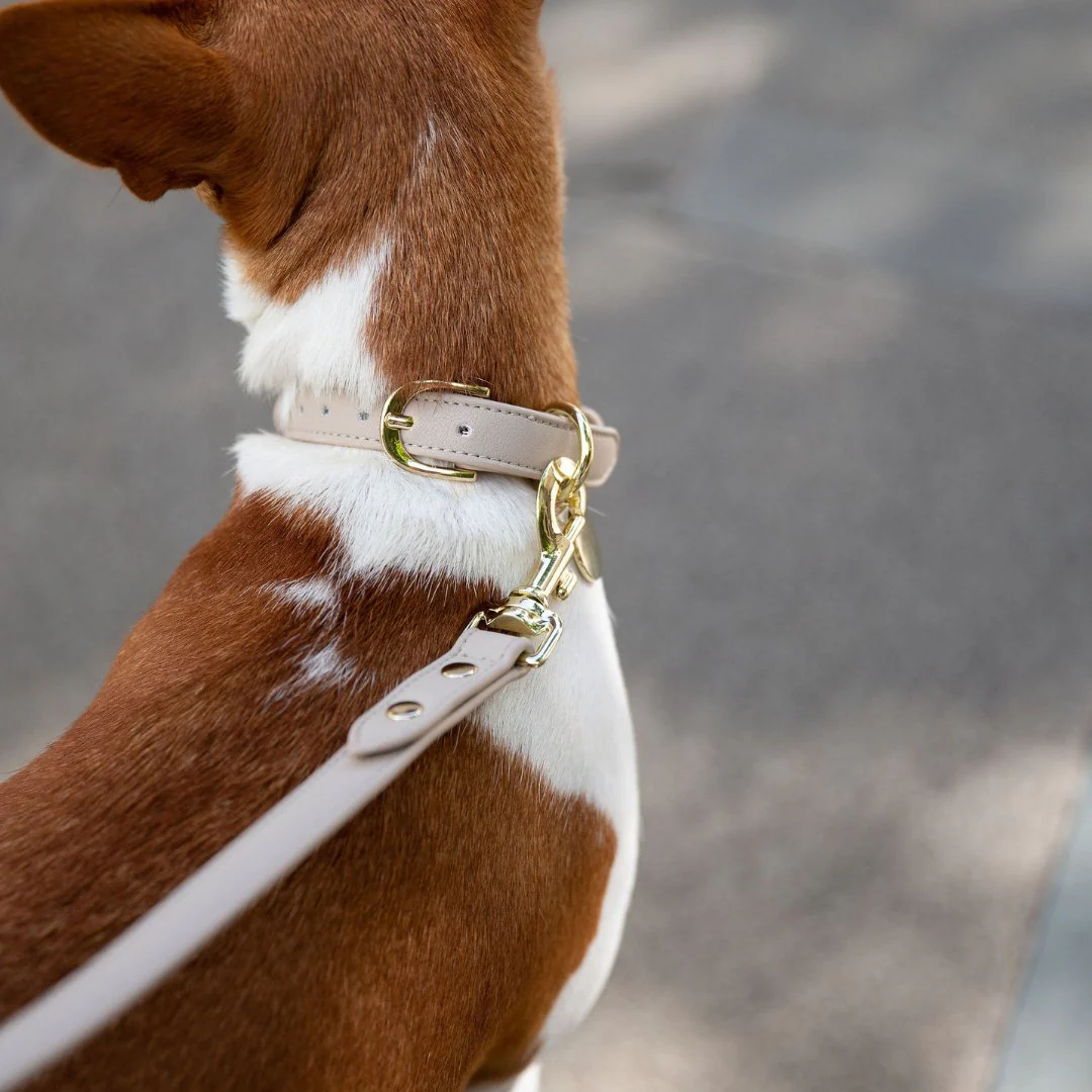 Collar - Air Tag Enabled - Vegan Leather - Cupertino - Image 6