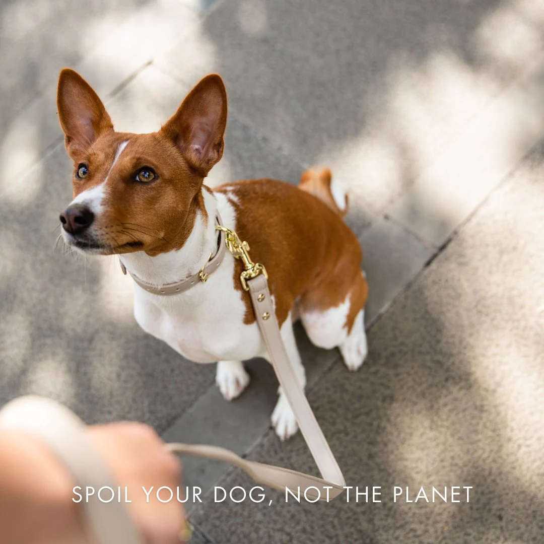 Collar - Air Tag Enabled - Vegan Leather - Cupertino - Image 7