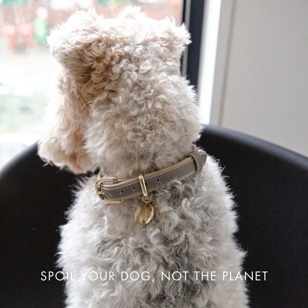 Collar - Vegan Leather - Image 15