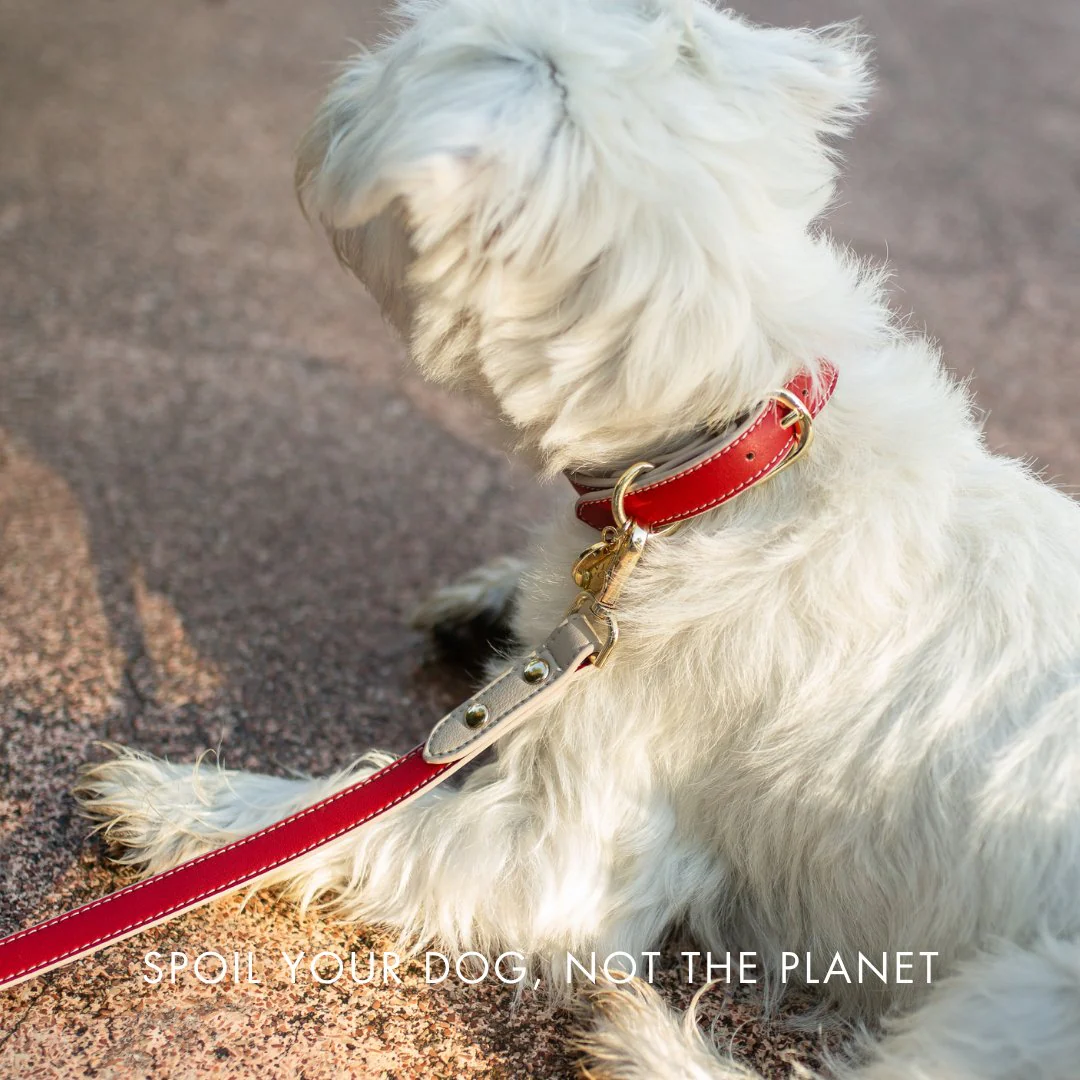 Collar - Vegan Leather - Copenhagen - Image 17