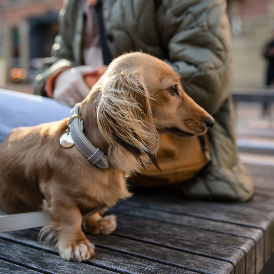 Collar - Vegan Leather - London - Image 6