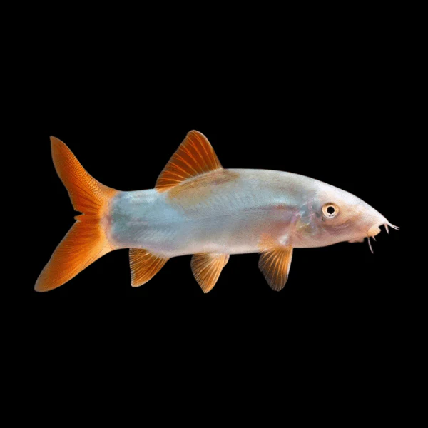COLORED BOTIA (LOACH) - Image 2