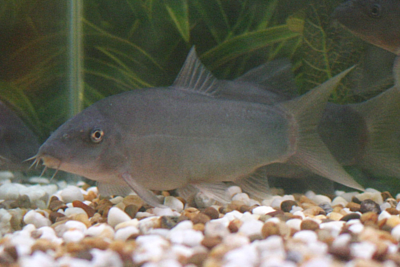 COLORED BOTIA (LOACH) - Image 3