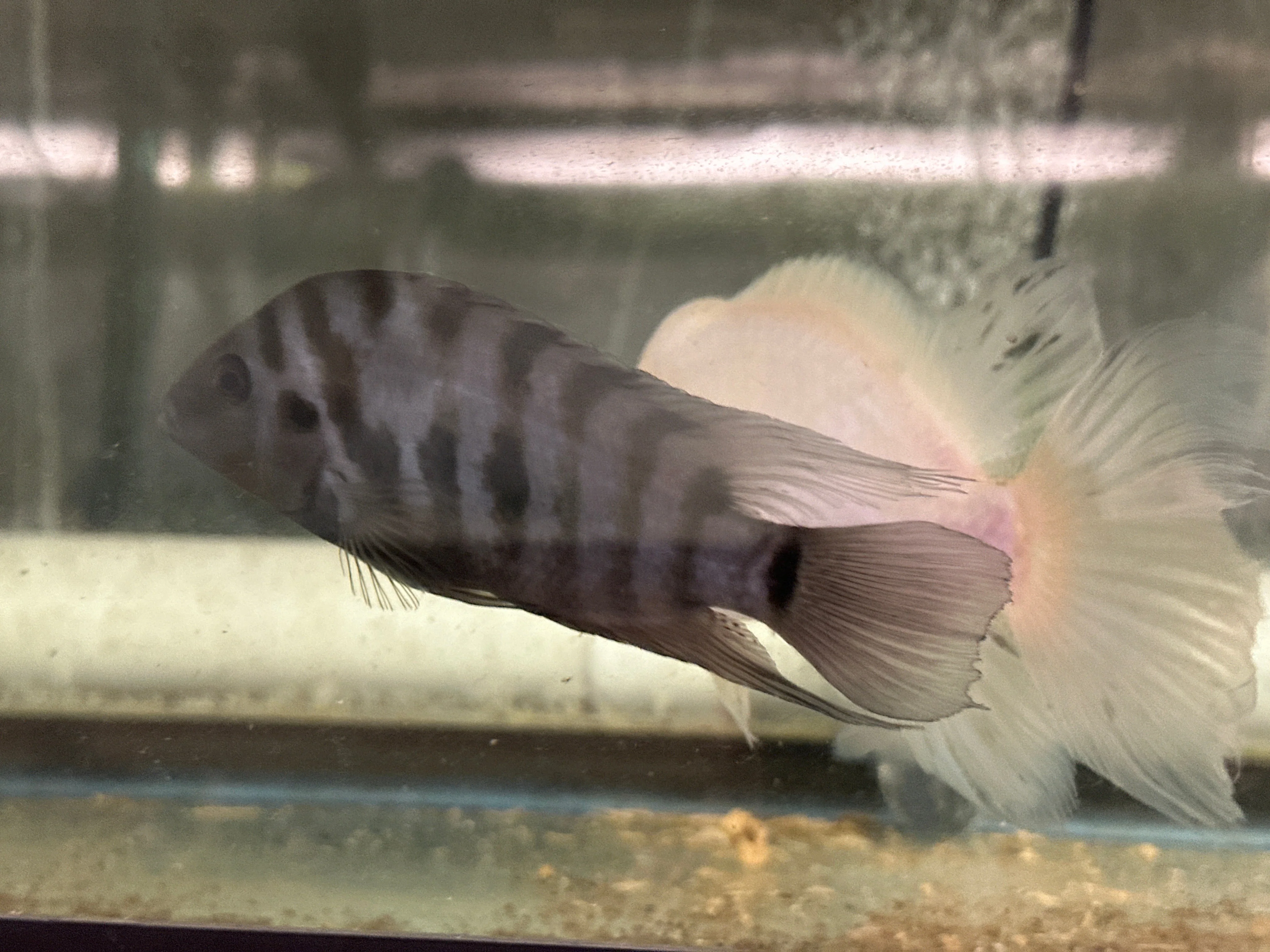 Convict cichlids - Image 2