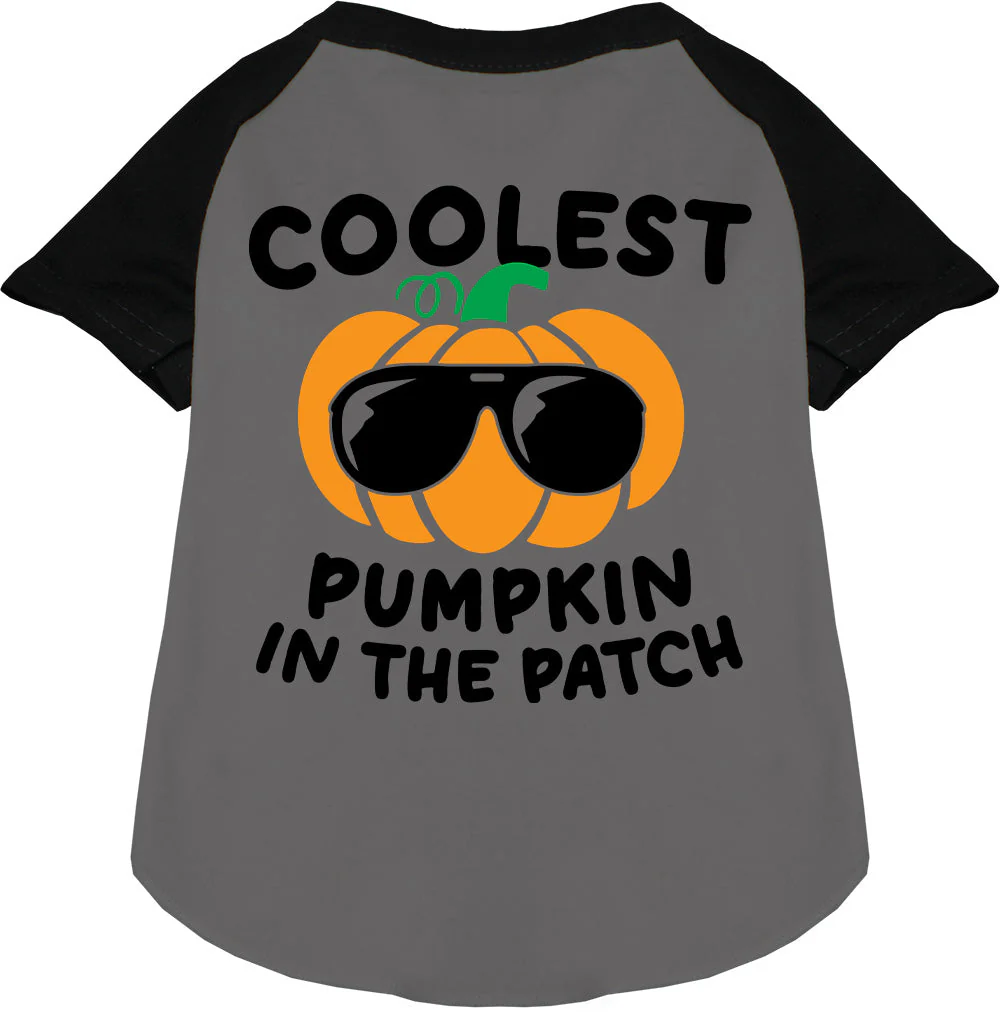 Coolest Pumpkin Pet Raglan Shirt - Image 3