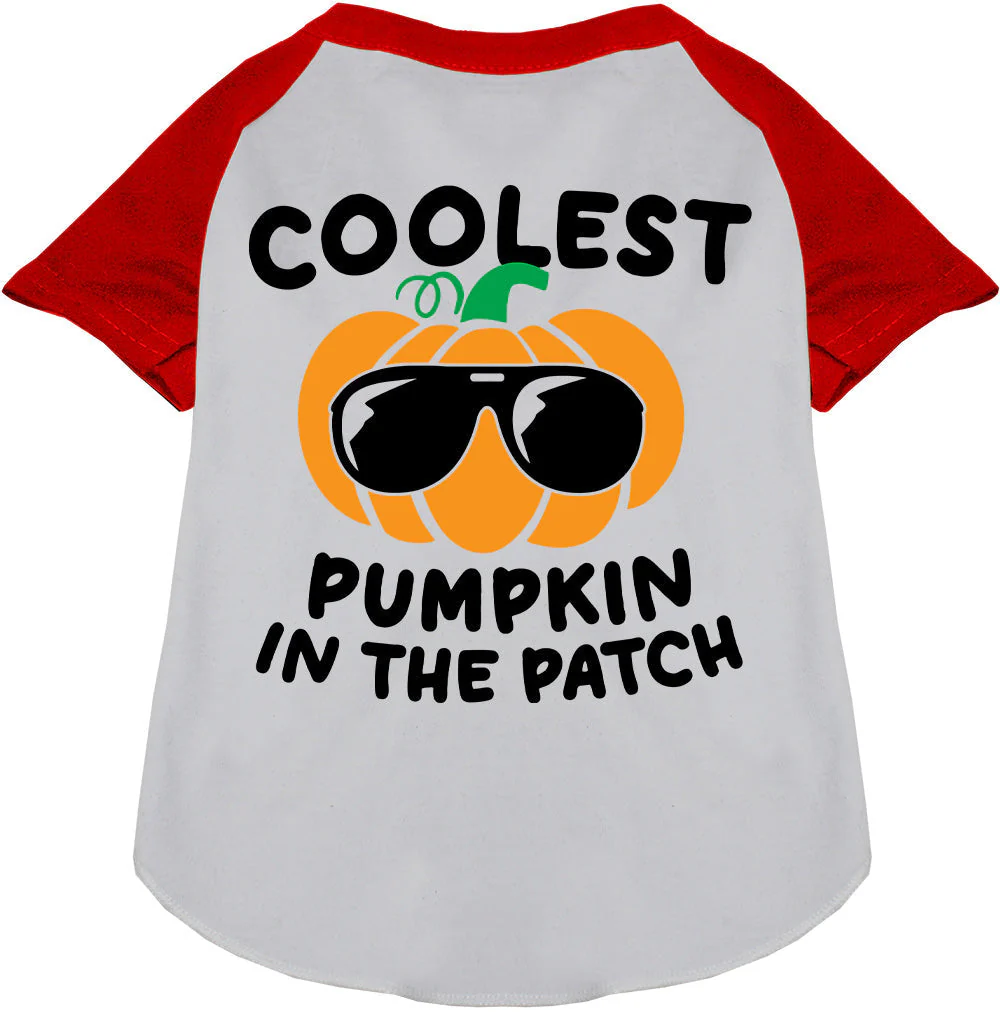 Coolest Pumpkin Pet Raglan Shirt - Image 7