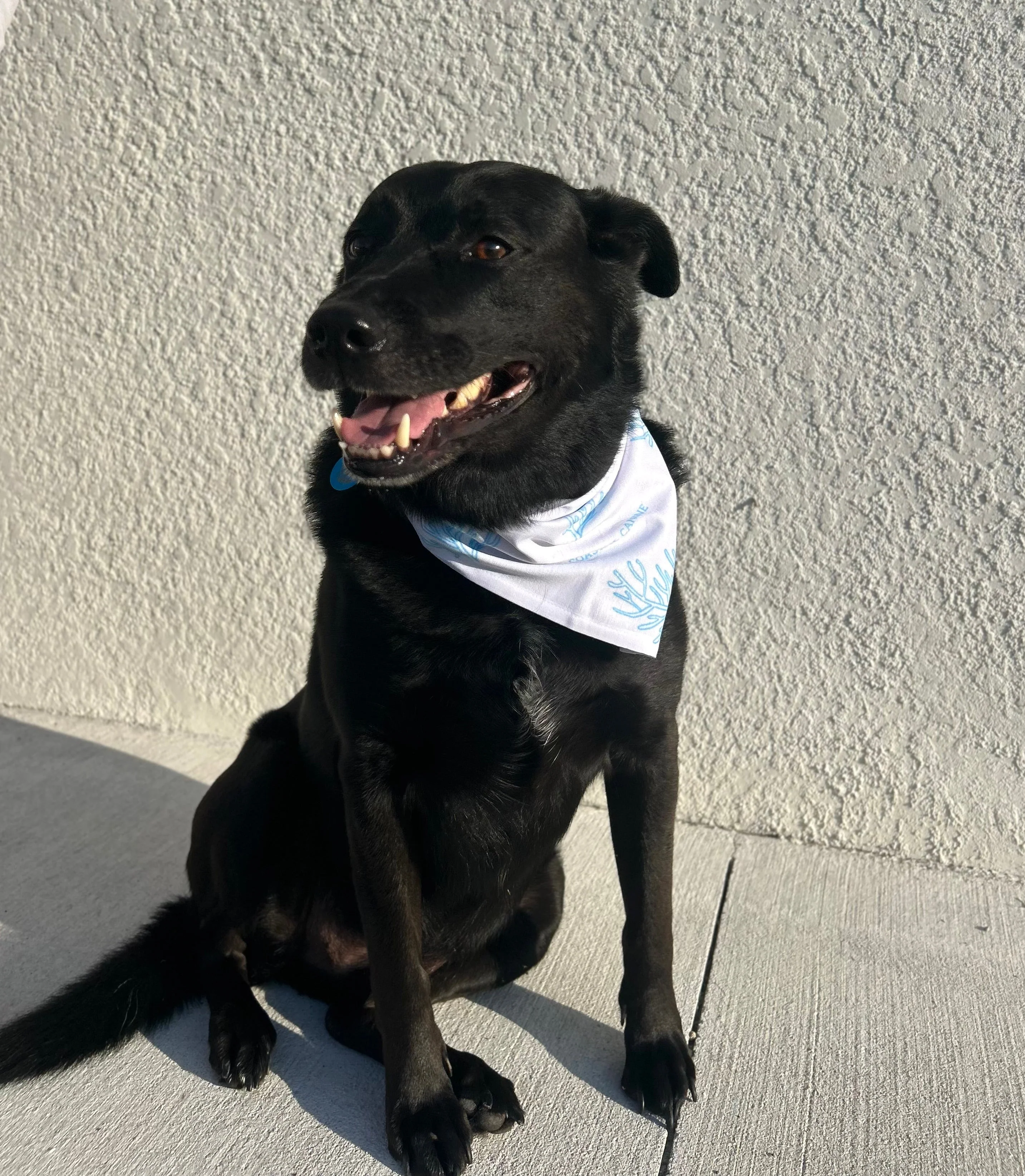 Coral Themed Dog Bandanna - Image 2