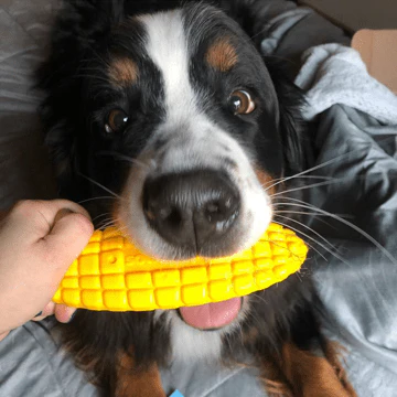 Corn on the Cob Nylon Dog Toy for Aggressive Chewers | USA Made | SodaPup - Image 8