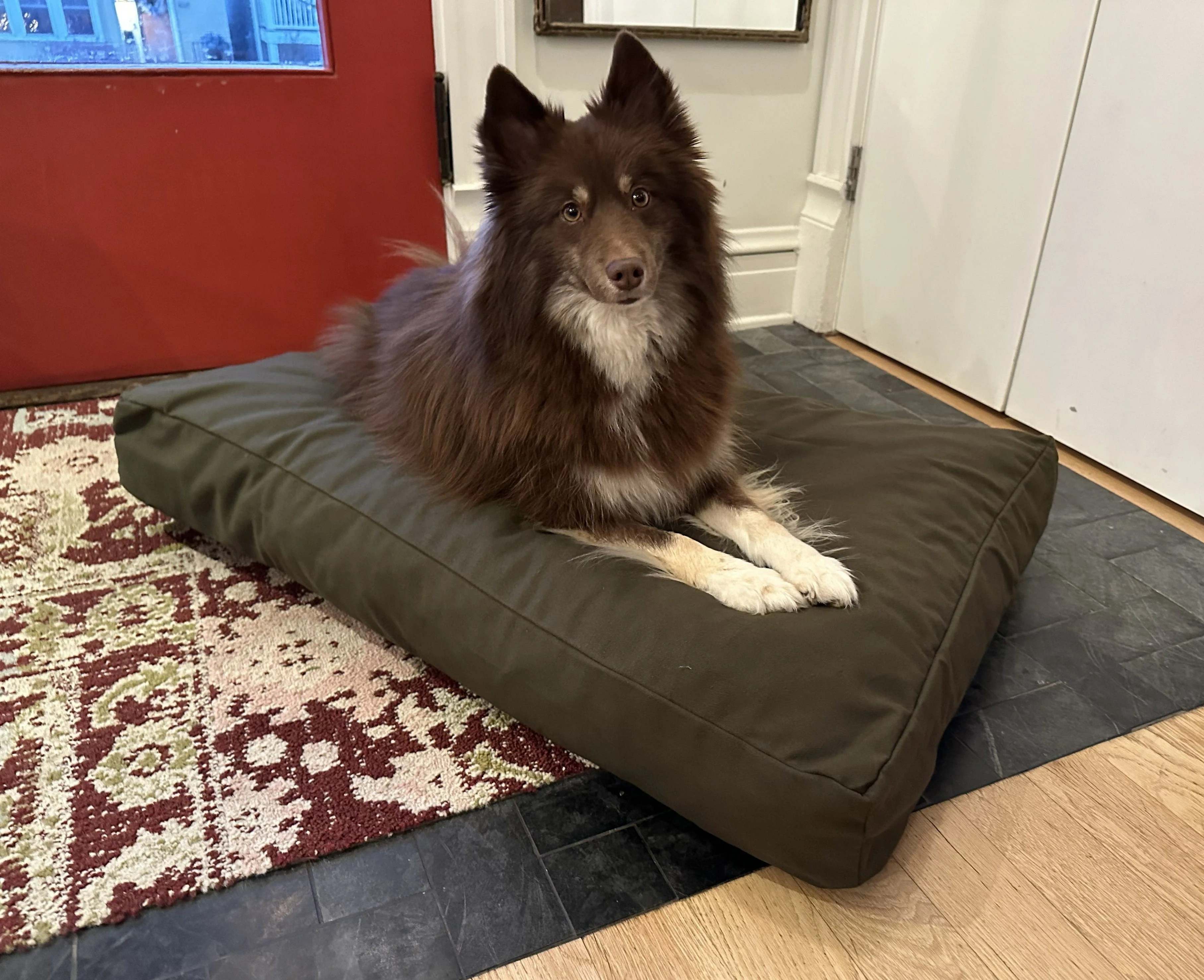 Cotton Duck Canvas Dog Bed - Lightweight CertiPUR Foam Fill - Image 2