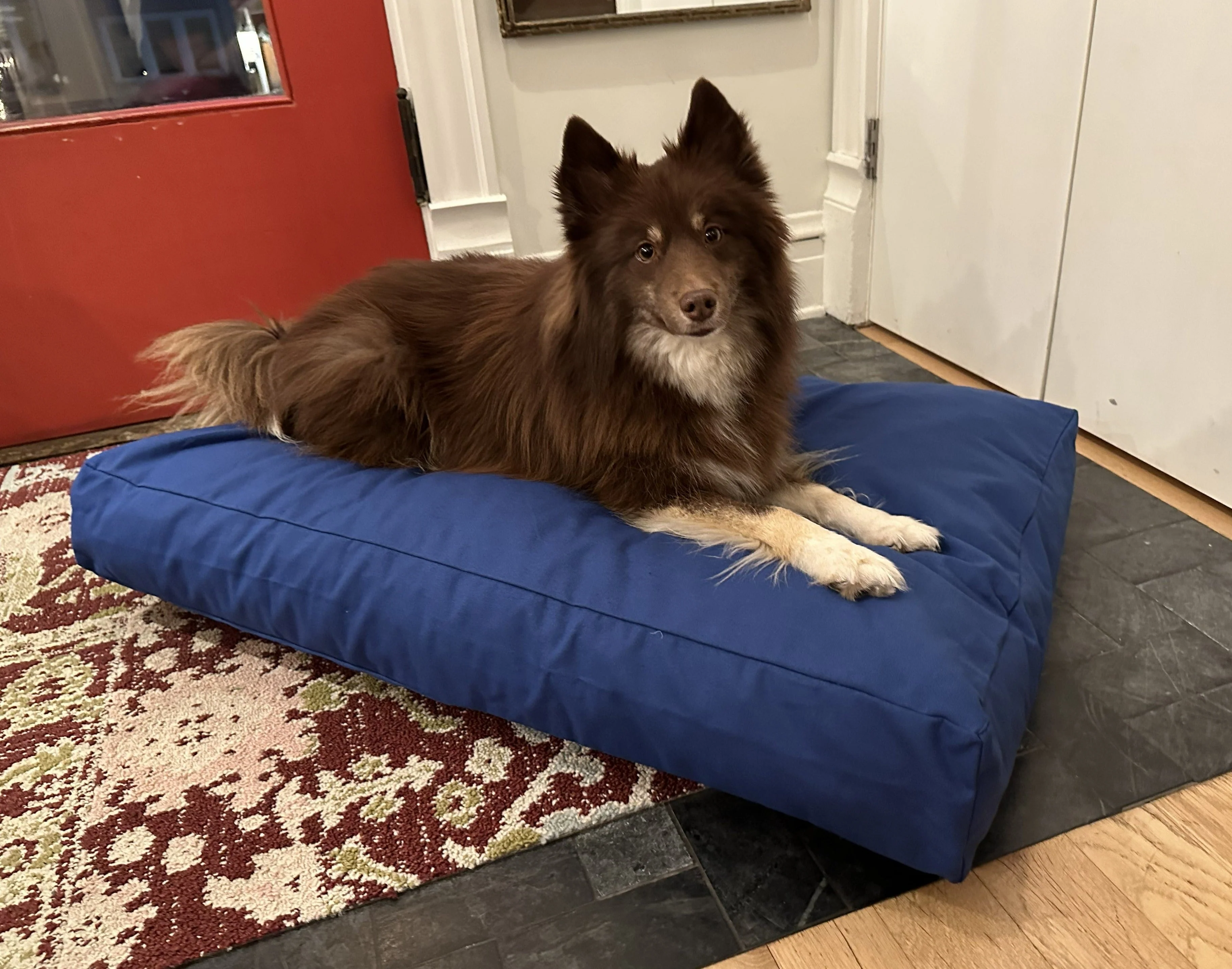 Cotton Duck Canvas Dog Bed - Lightweight CertiPUR Foam Fill - Image 3