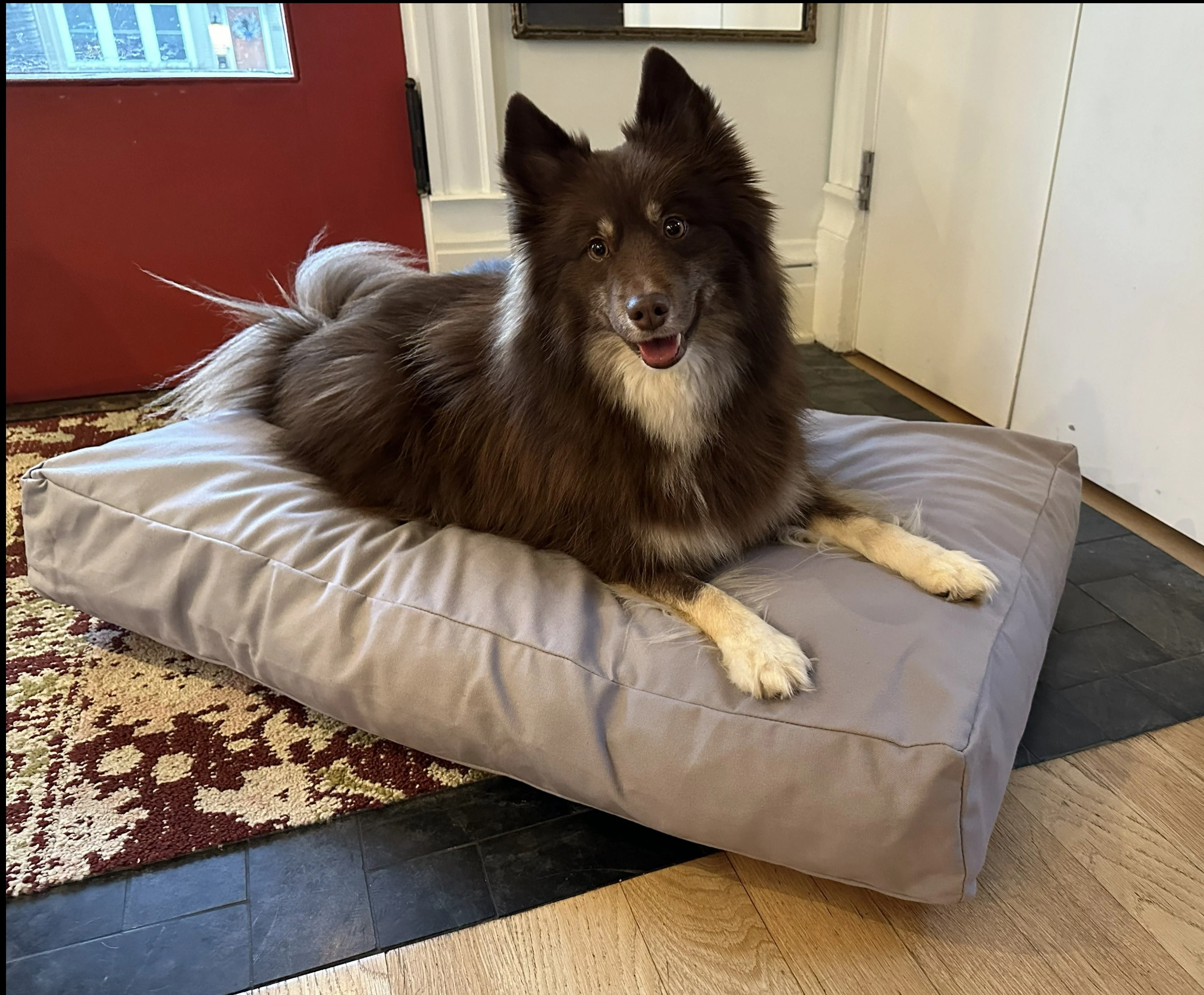 Cotton Duck Canvas Dog Bed - Lightweight CertiPUR Foam Fill - Image 5