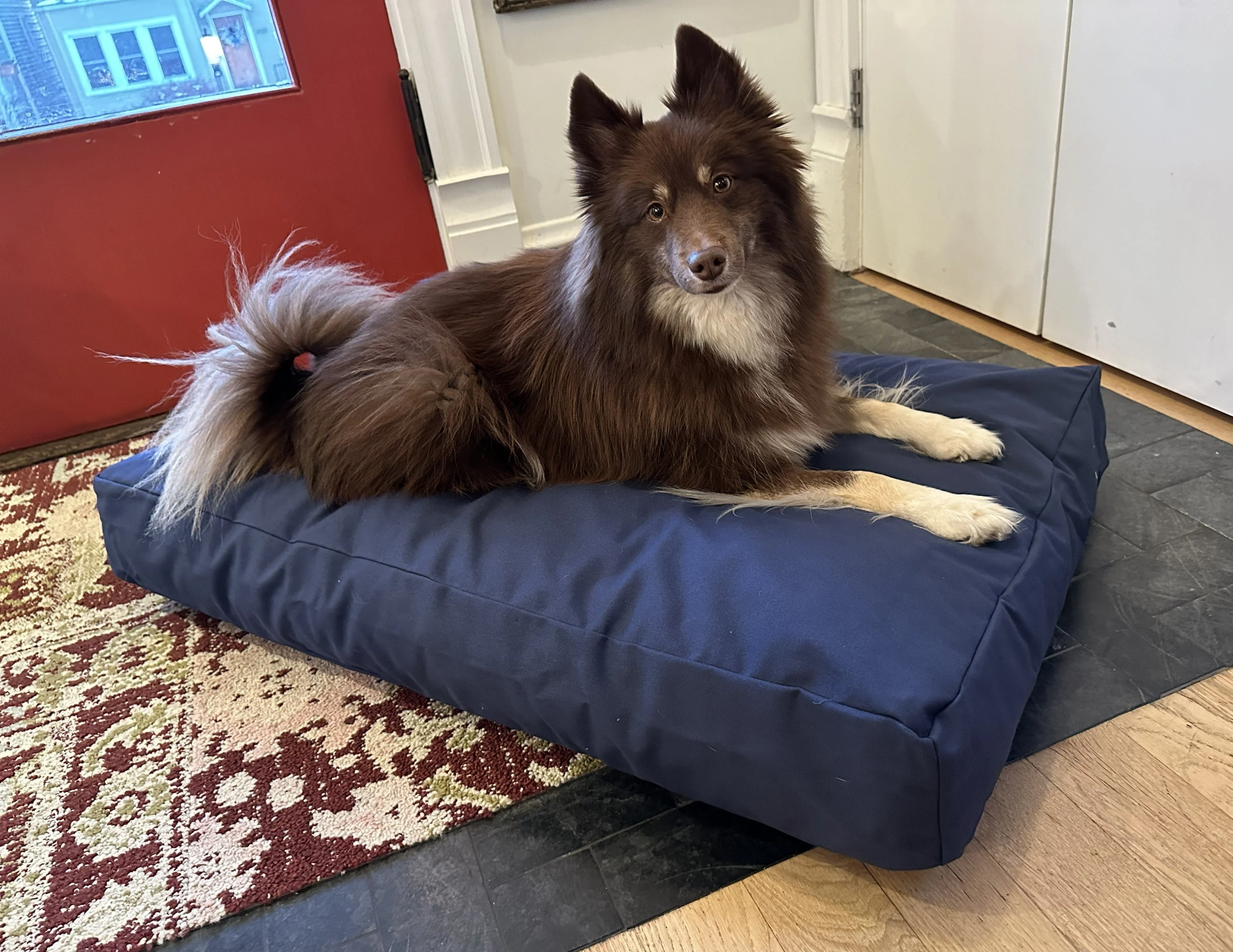 Cotton Duck Canvas Dog Bed - Lightweight CertiPUR Foam Fill - Image 6