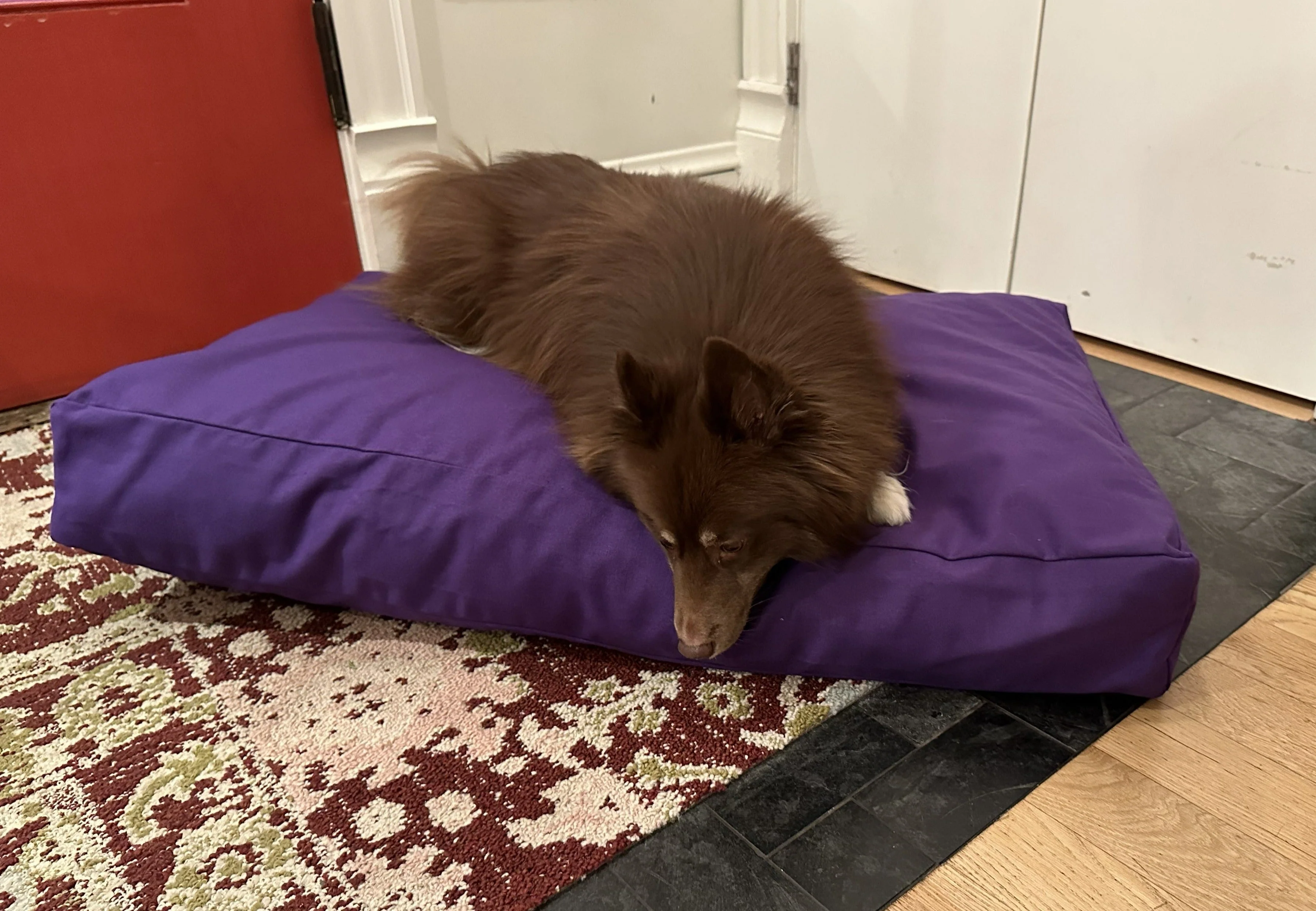 Cotton Duck Canvas Dog Bed - Lightweight CertiPUR Foam Fill - Image 8