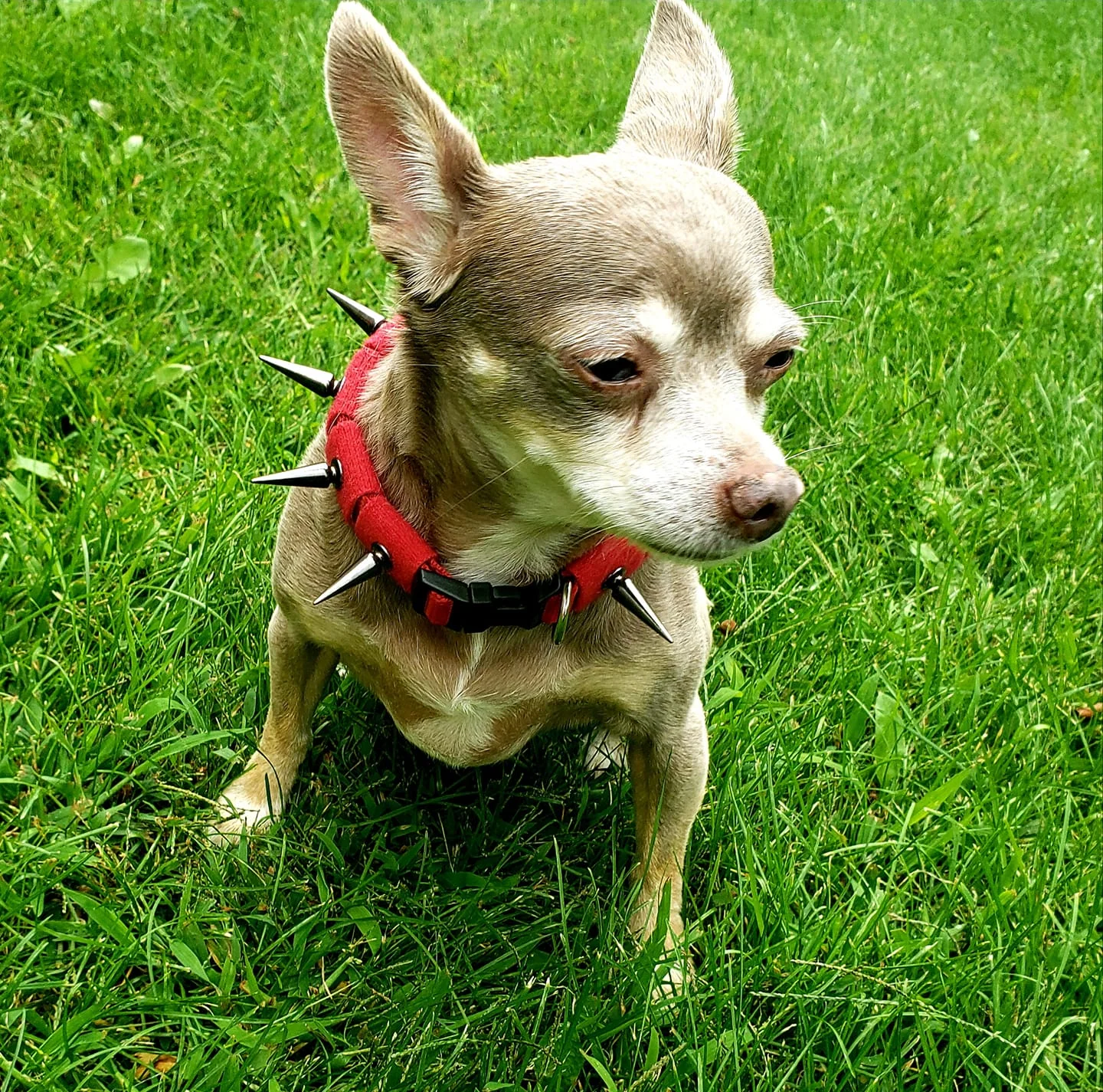 CoyoteCollar - Image 2