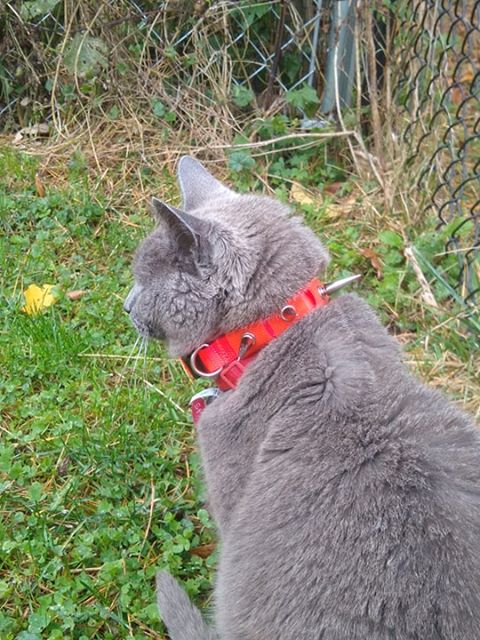 CoyoteCollar - Image 7