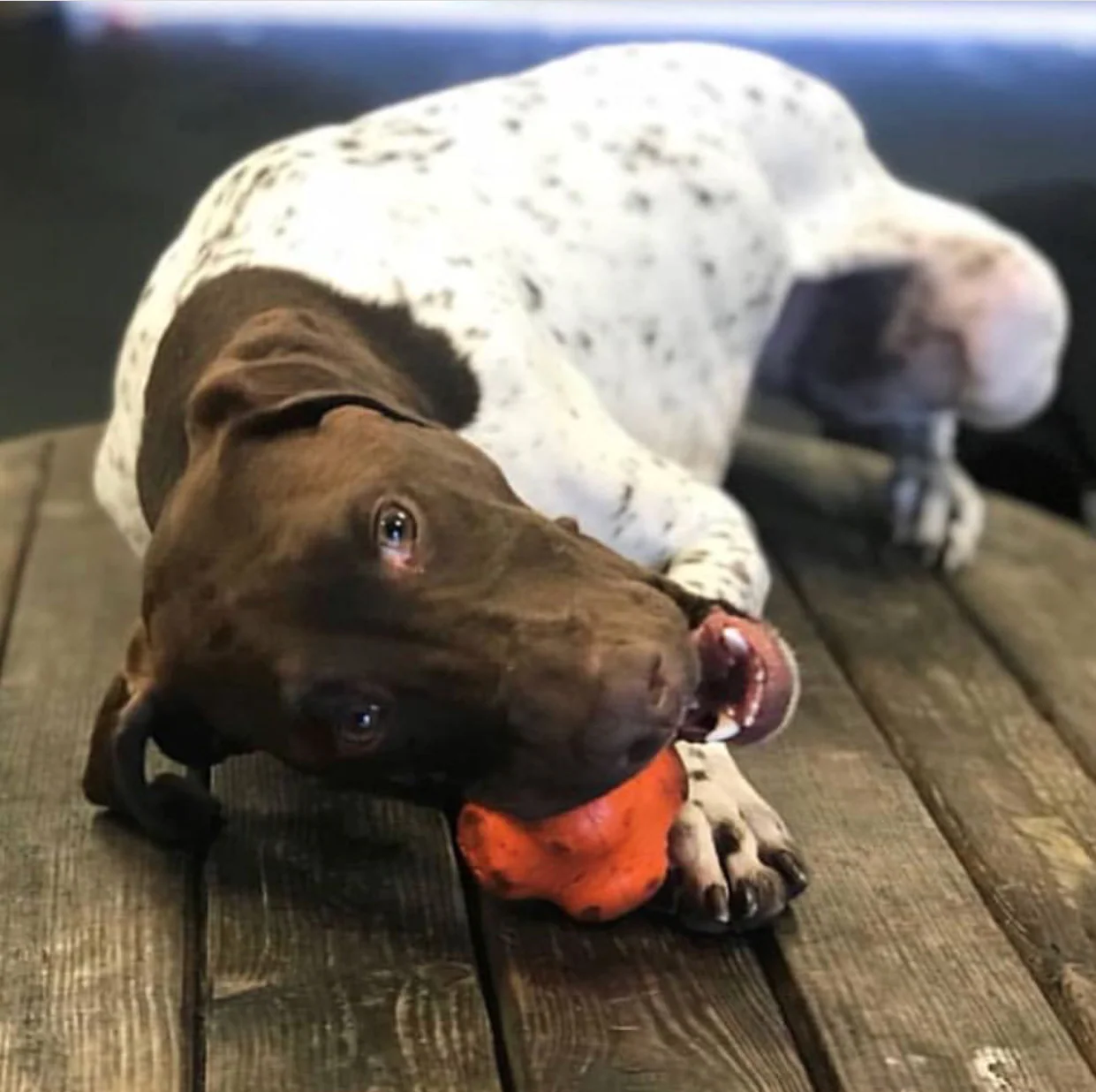 Crazy Bounce Rubber Dog Chew Toy for Power Chewers | Retrieving Ball | USA Made - Image 7