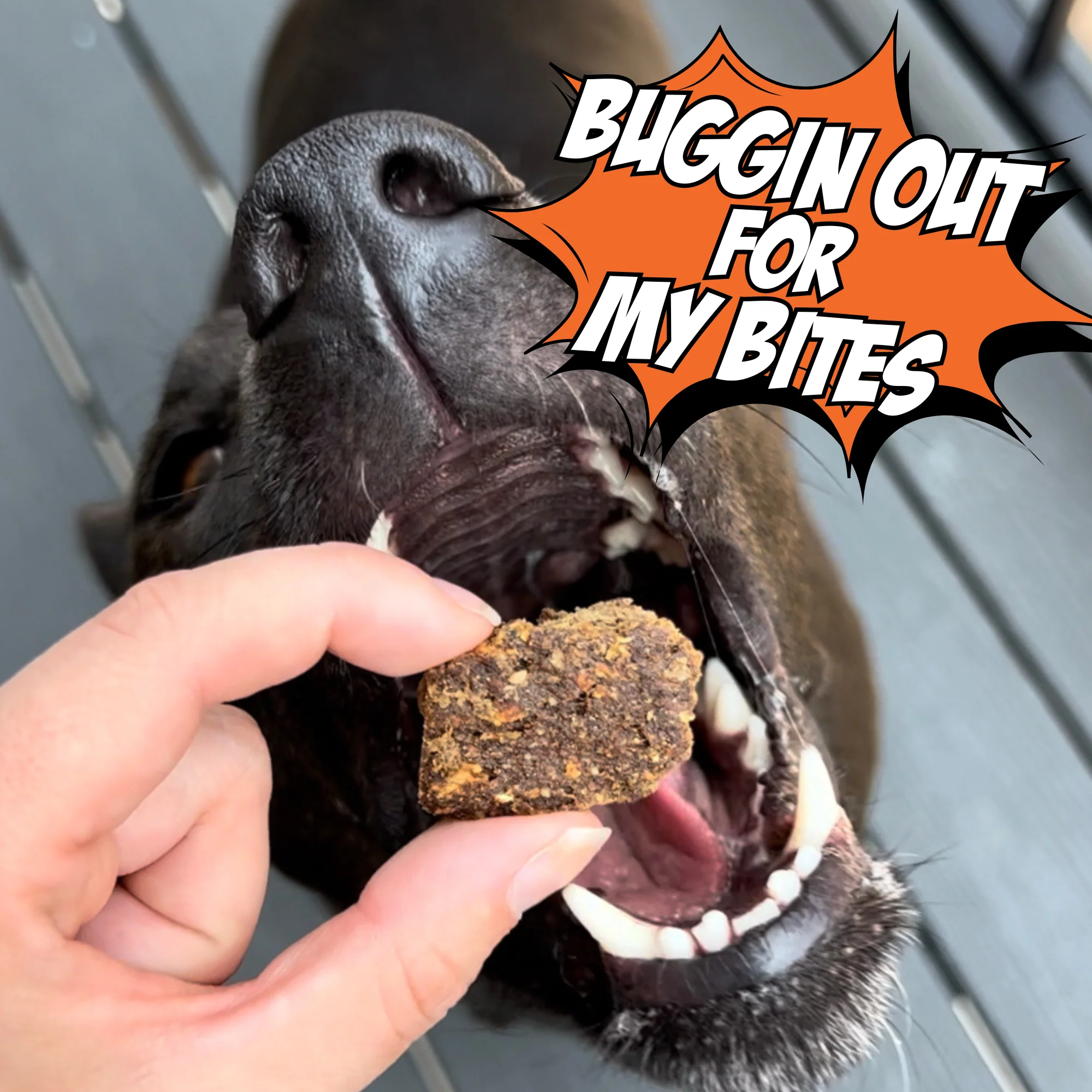 Cricket & Sweet Potato Jerky Dog Treats, 4-Pack - Image 5