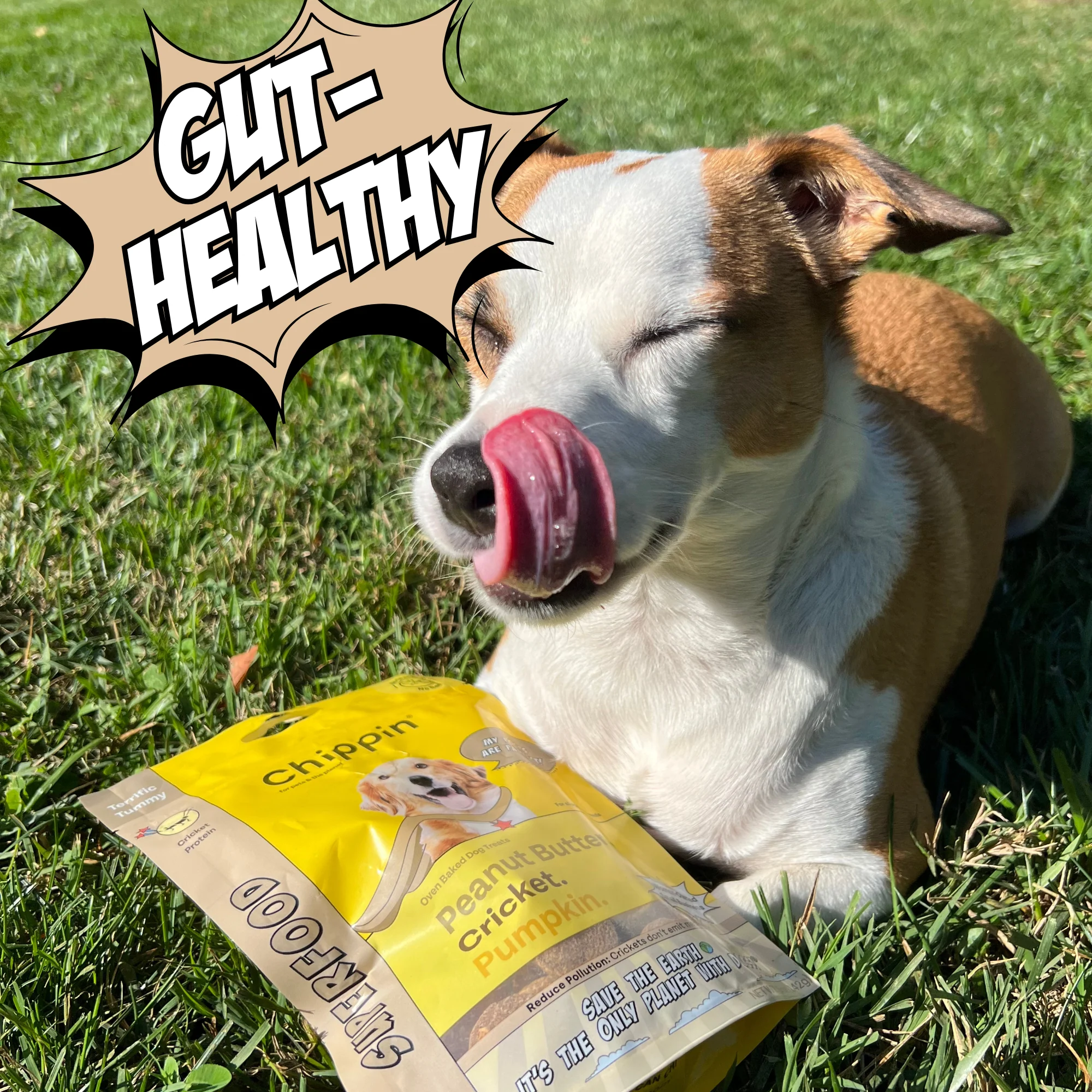 Crunchy Dog Biscuit Bundle, 4-Pack - Image 4