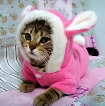 Cute Rabbit Hooded Cat Costume - Image 2