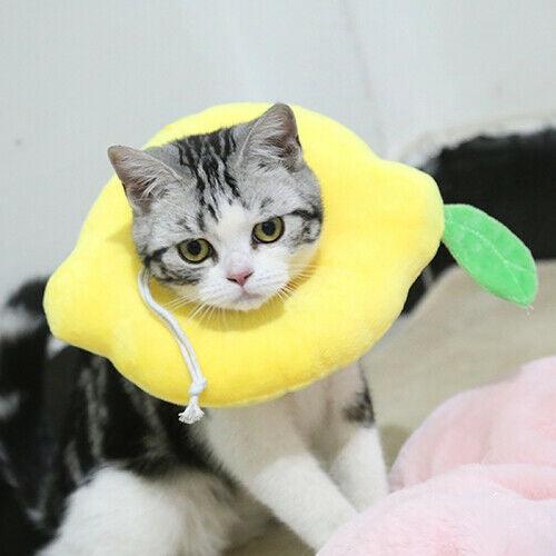 Cute Soft Cat Recovery Neck Collar - Image 3