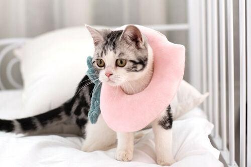 Cute Soft Cat Recovery Neck Collar - Image 4