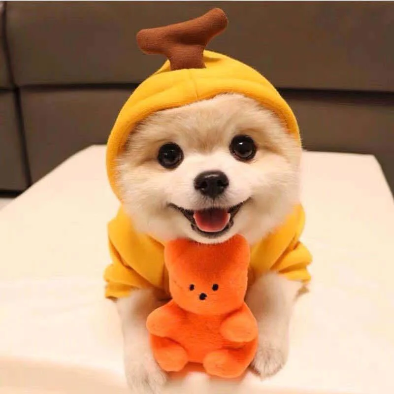 Cute Warm Small Dog Hoodies - Image 5