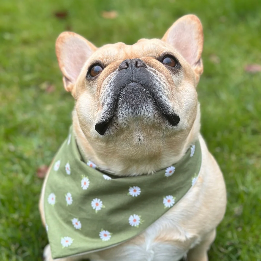 Daisy Dog Bandana - Image 3
