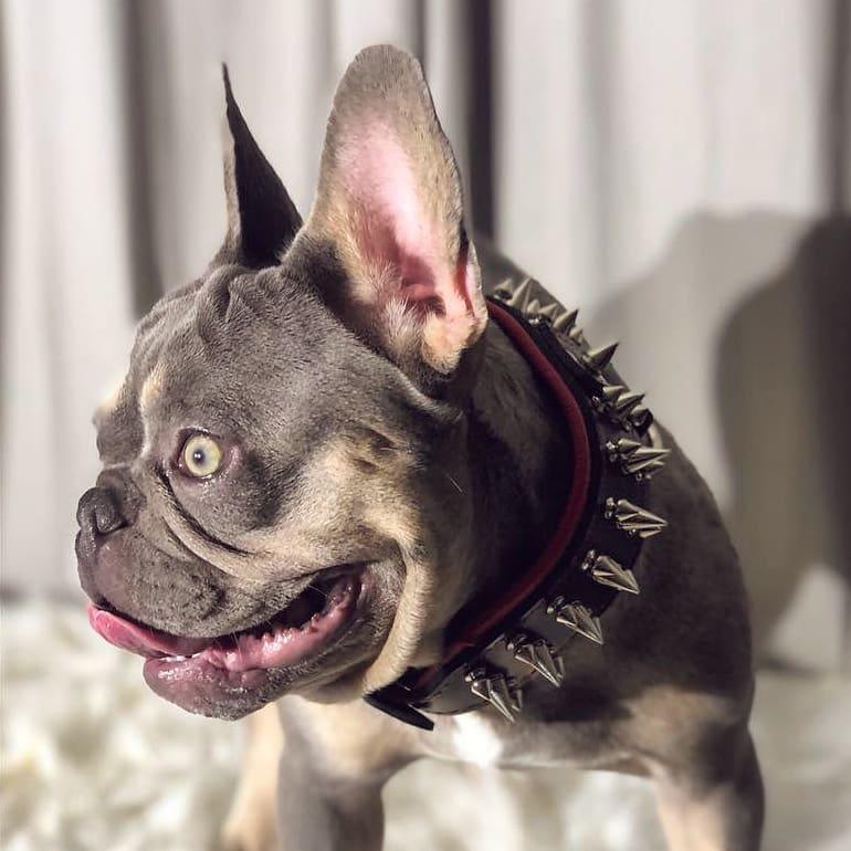 "Danger" collar - Image 4