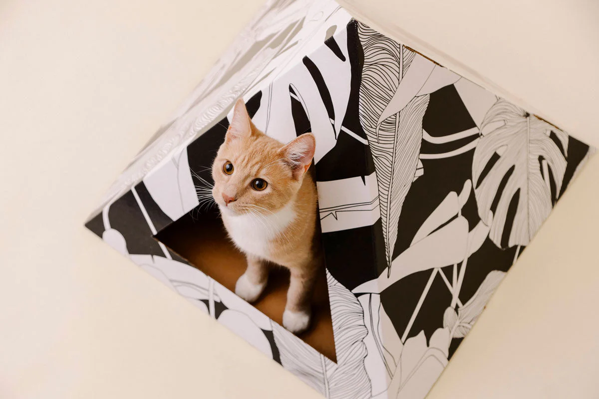 'Dark Paradise' Cardboard Cat Pyramid - Image 6