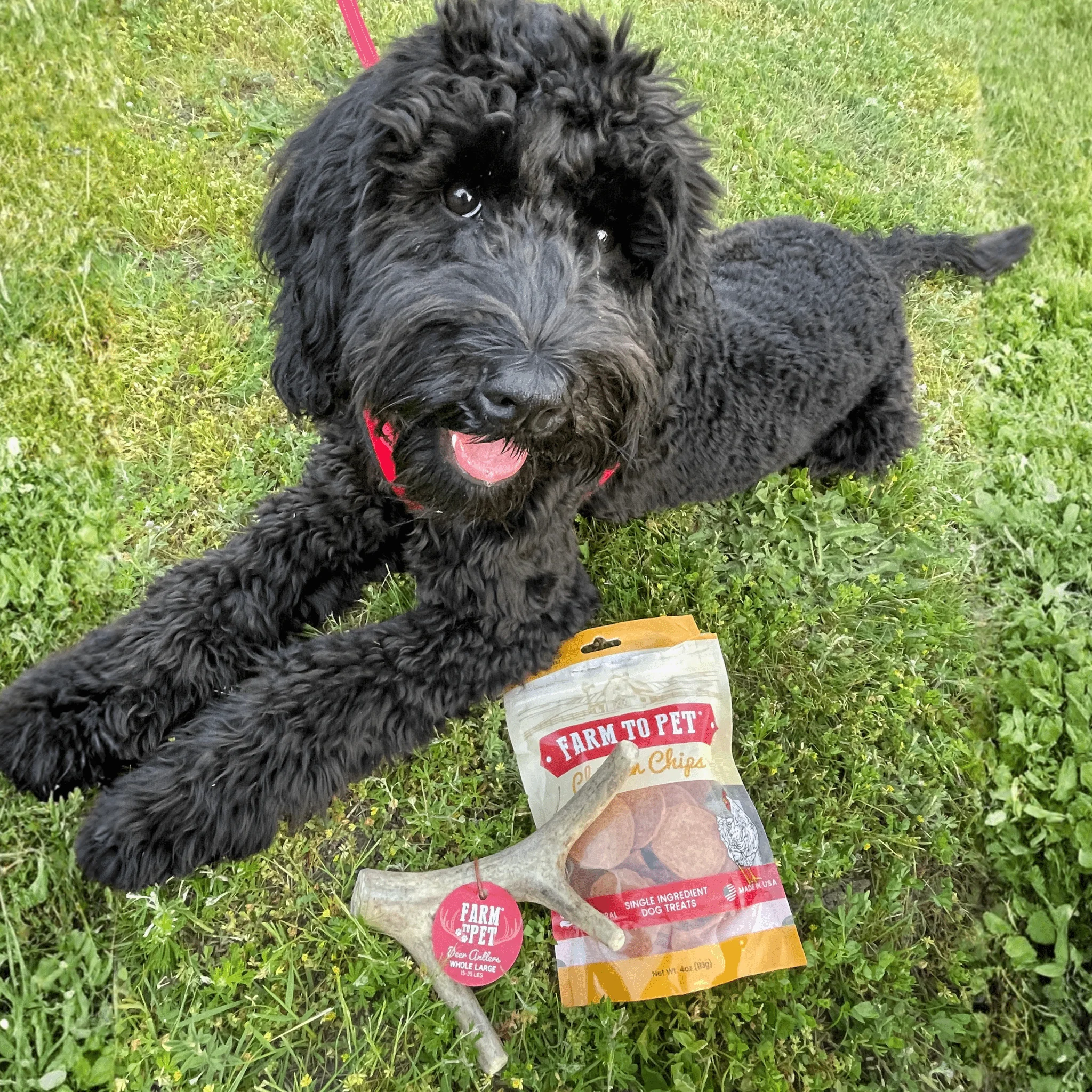 Deer Antler Dog Chews | Organic Chews for Dogs - Image 12