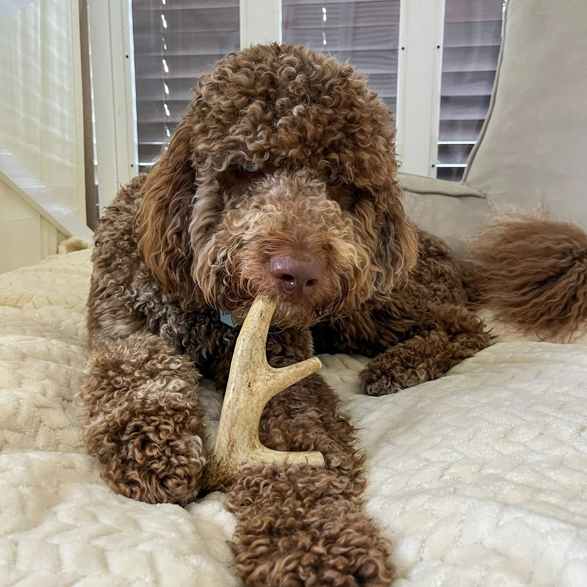 Deer Antler Dog Chews | Organic Chews for Dogs - Image 13