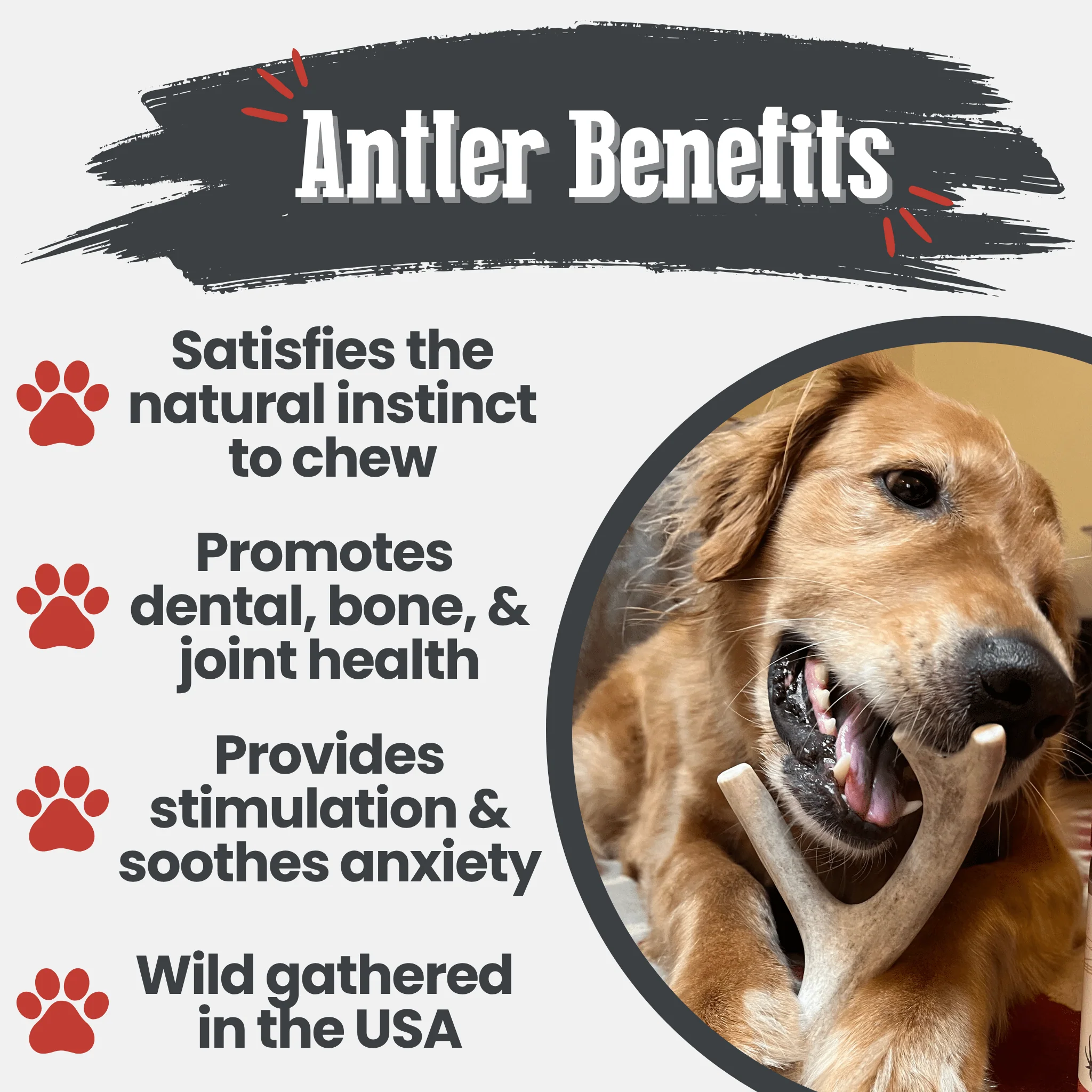 Deer Antler Dog Chews | Organic Chews for Dogs - Image 15
