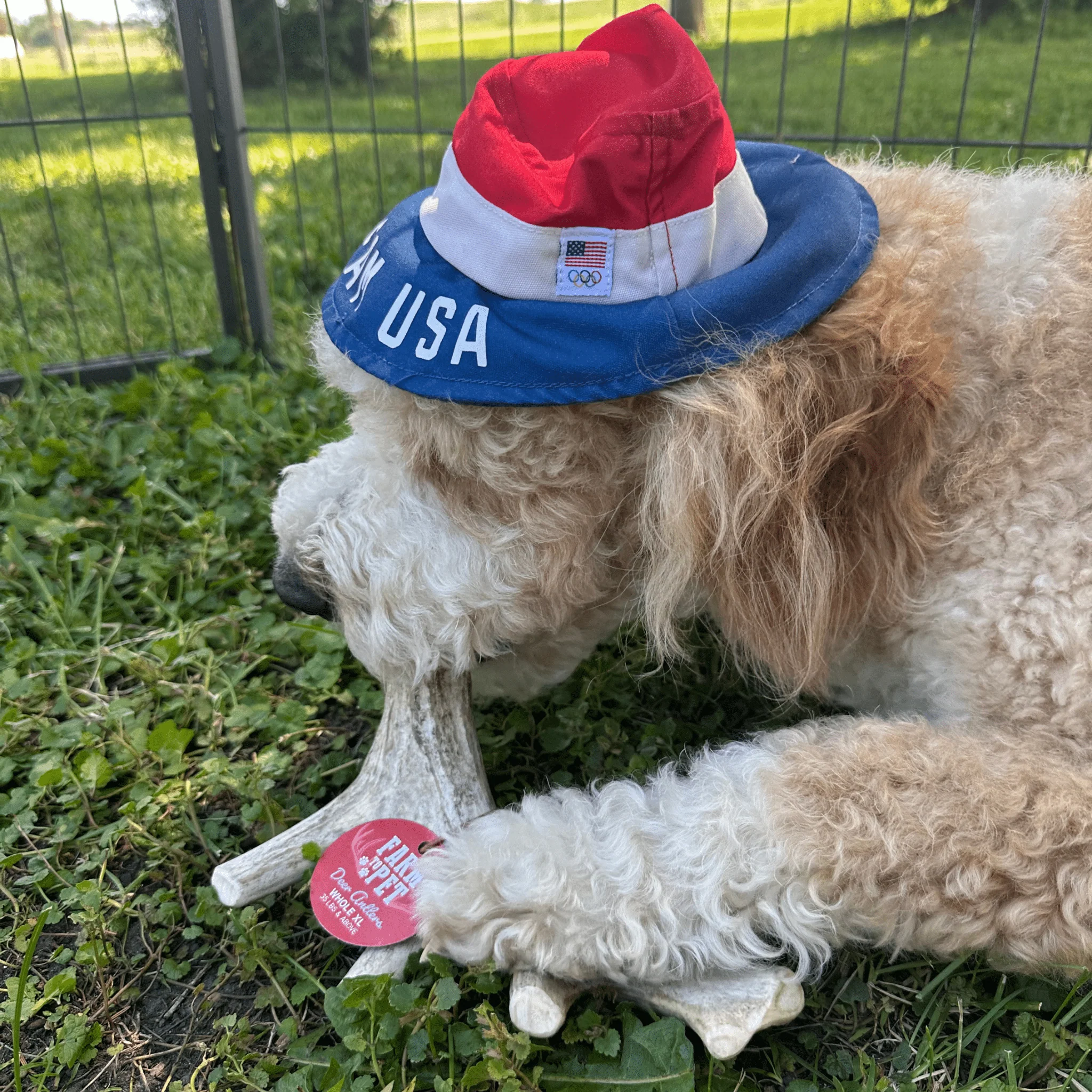 Deer Antler Dog Chews | Organic Chews for Dogs - Image 19