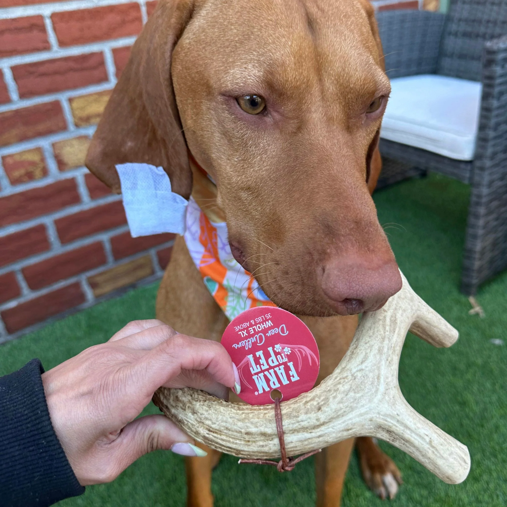 Deer Antler Dog Chews | Organic Chews for Dogs - Image 20