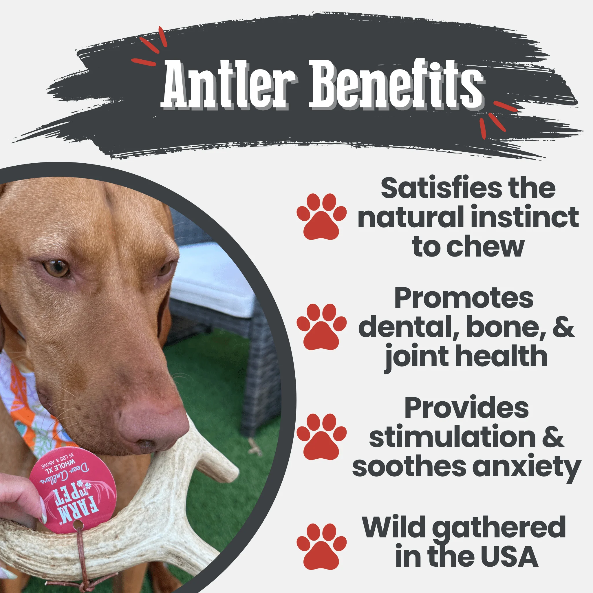 Deer Antler Dog Chews | Organic Chews for Dogs - Image 22