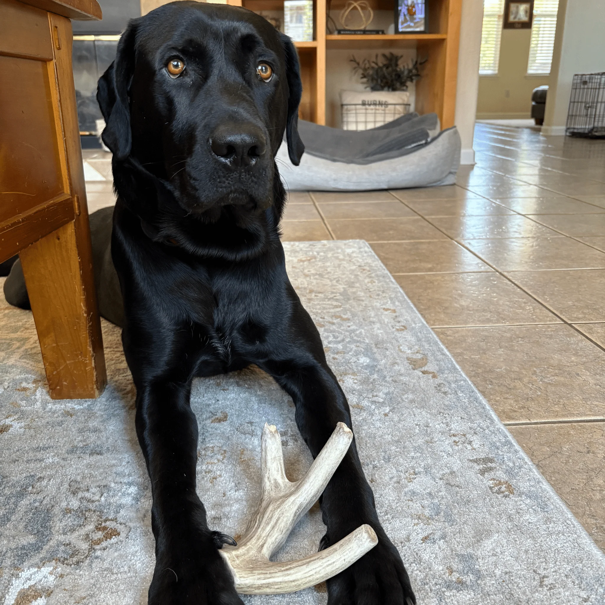 Deer Antler Dog Chews | Organic Chews for Dogs - Image 26