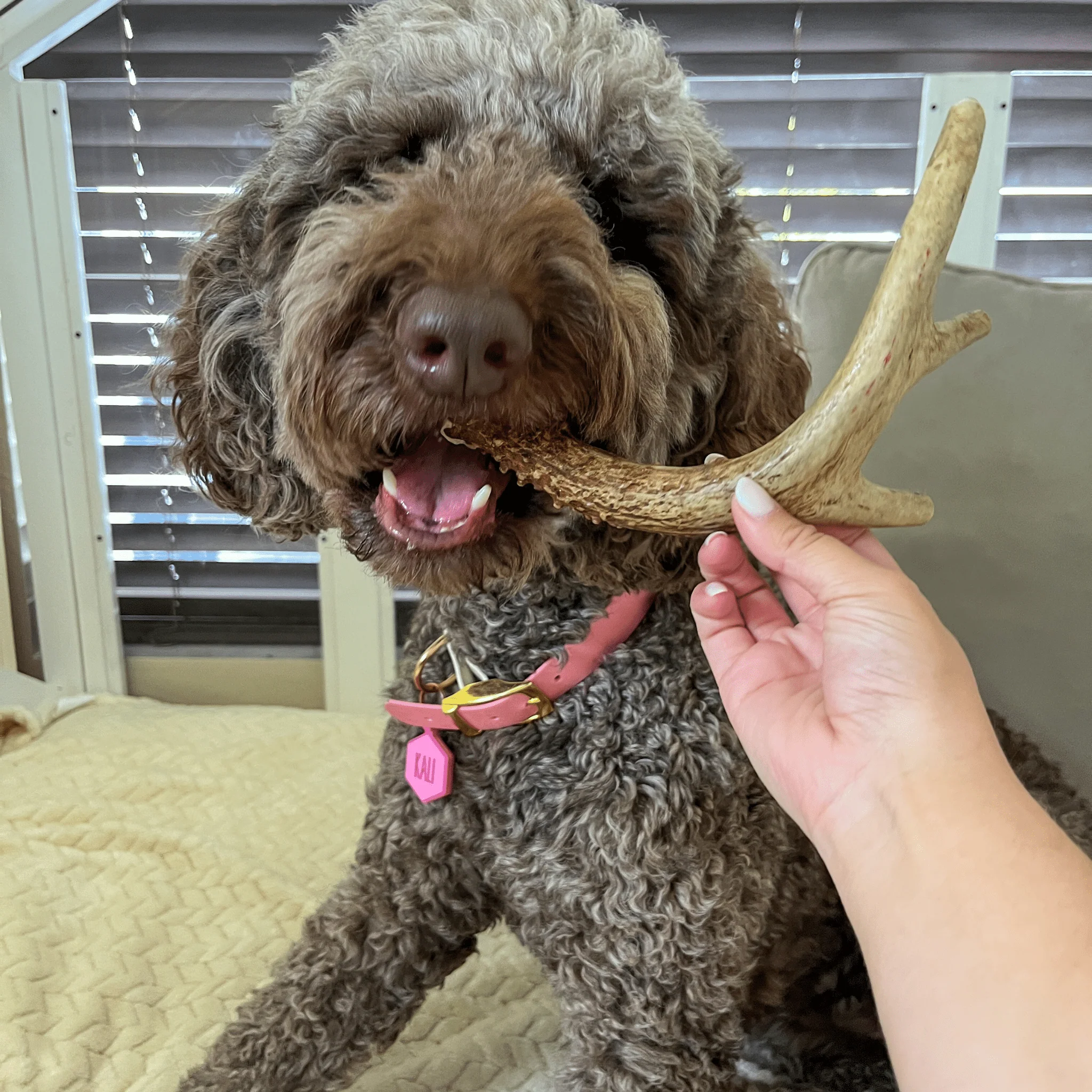 Deer Antler Dog Chews | Organic Chews for Dogs - Image 27