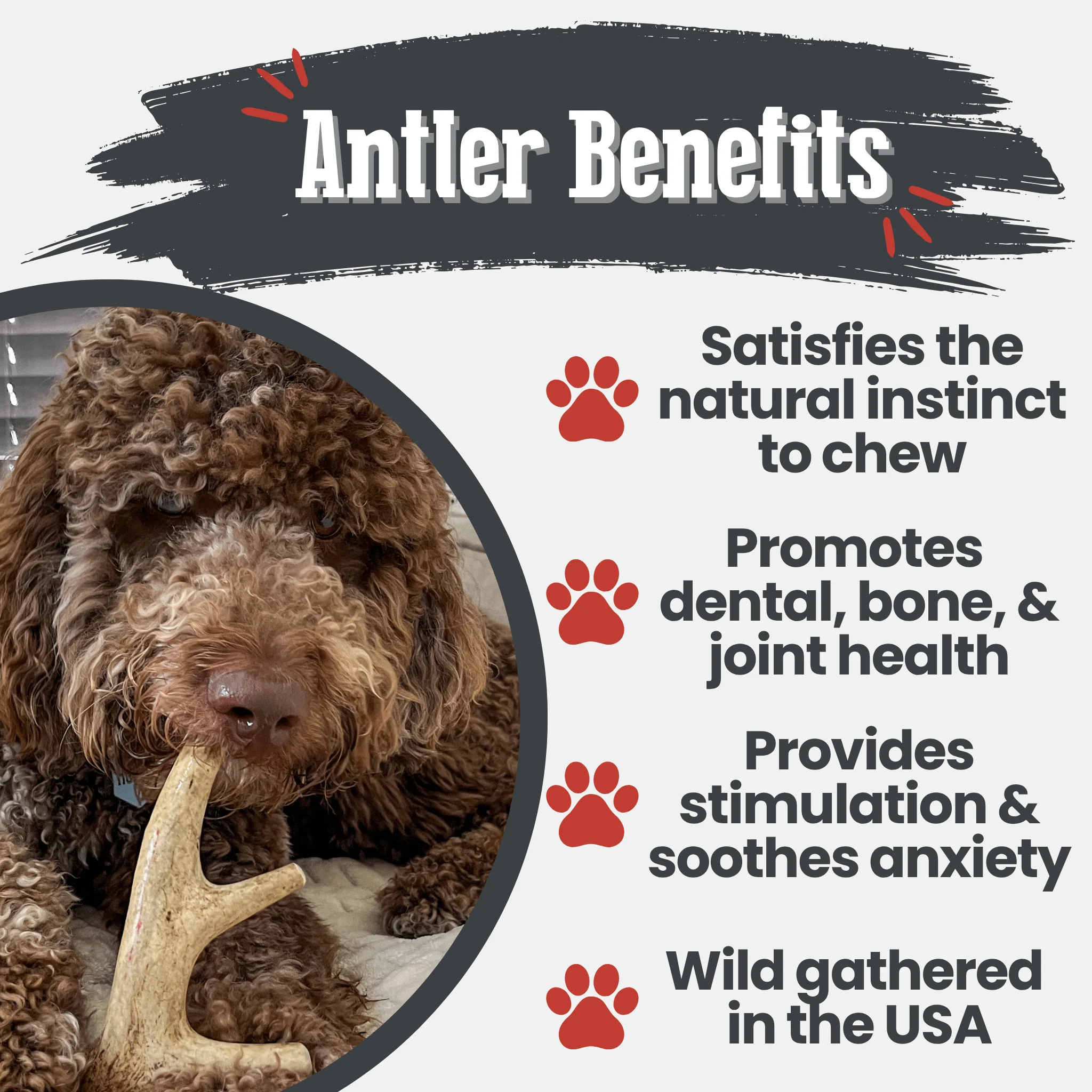 Deer Antler Dog Chews | Organic Chews for Dogs - Image 29
