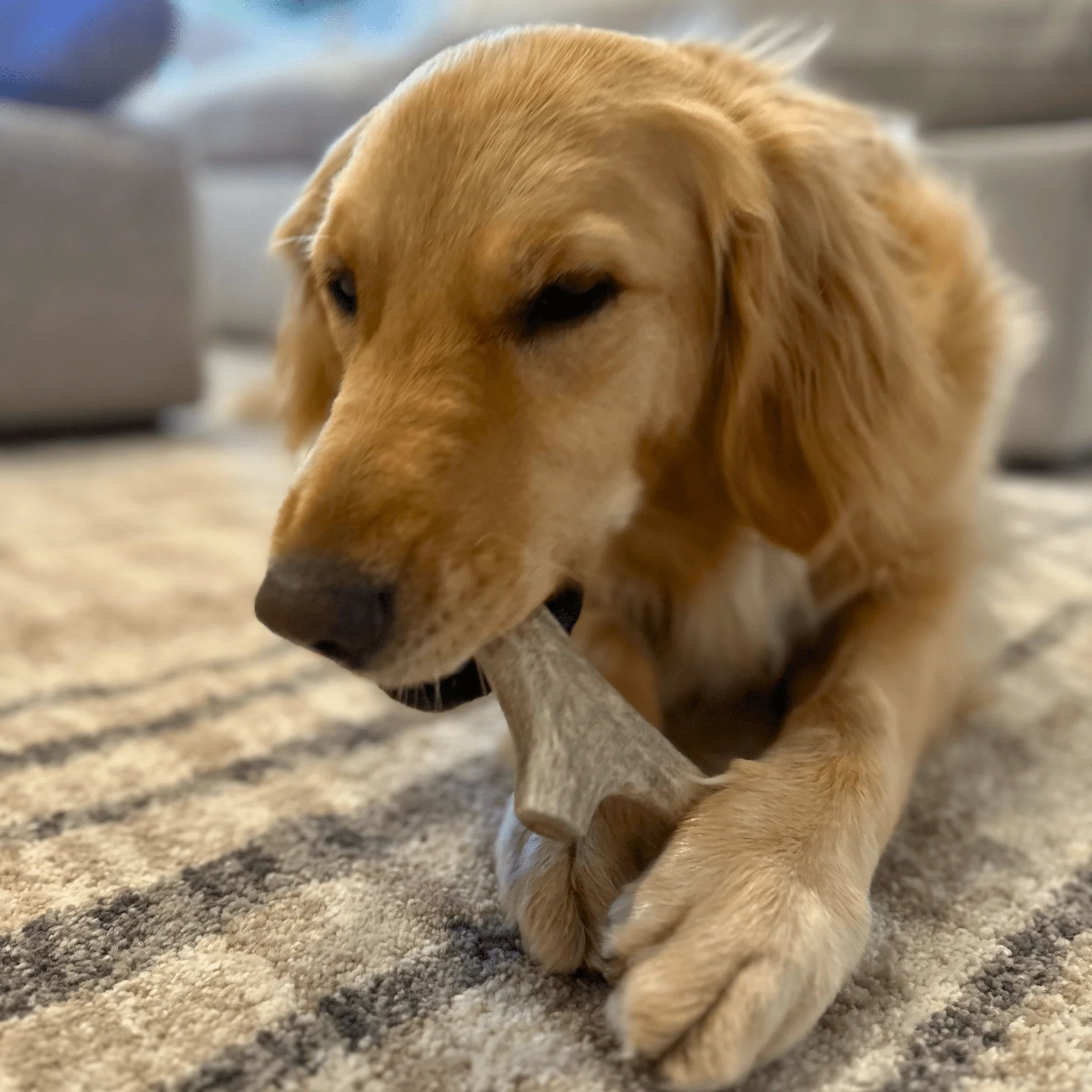 Deer Antler Dog Chews | Organic Chews for Dogs - Image 5